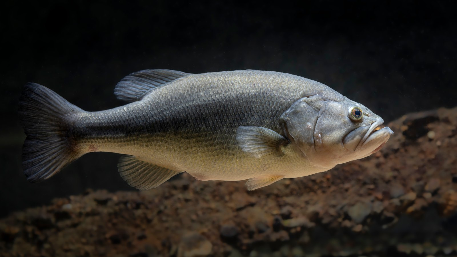 Largemouth bass swimming over a rocky bottom