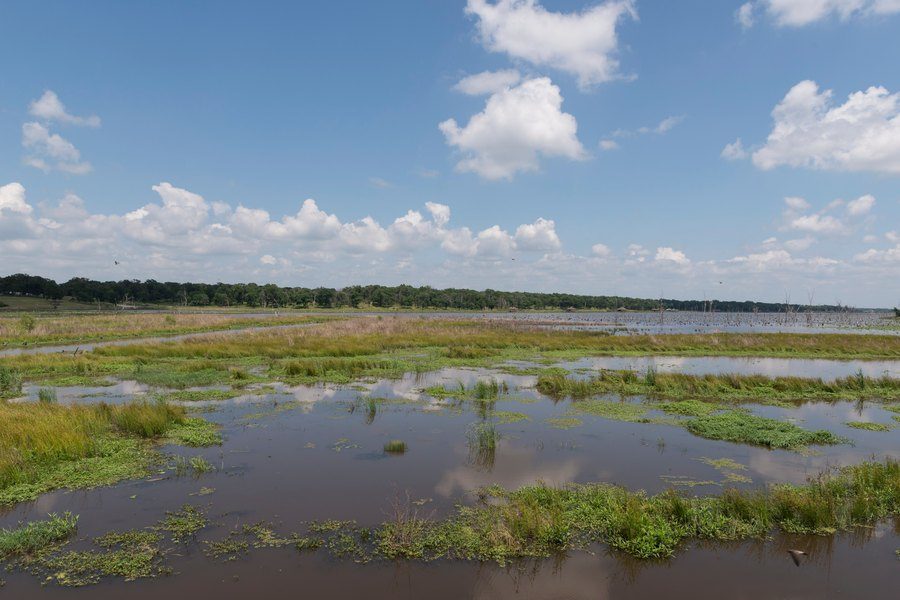 Marshy inlet of Lake Fork in Rains County, Texas, with green grass and open water under a blue sky