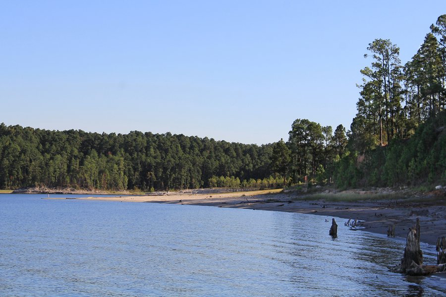 Sam Rayburn Reservoir shoreline with pine trees and calm blue water