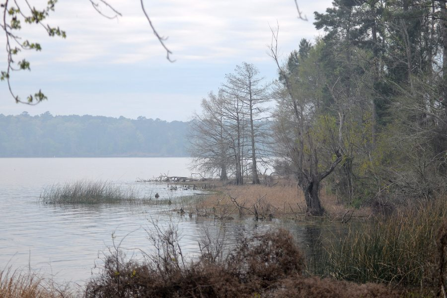 Tree-lined inlet of Toledo Bend Reservoir in the Sabine National Forest, Texas